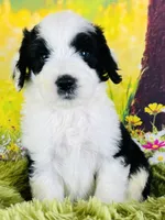 Beauty Girl, a female Sheepadoodle for sale in Fort Worth, TX – Photo 2 of 10