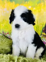 Beauty Girl, a female Sheepadoodle for sale in Fort Worth, TX – Photo 1 of 10