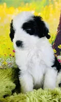 Beauty Girl, a female Sheepadoodle for sale in Fort Worth, TX – Photo 9 of 10