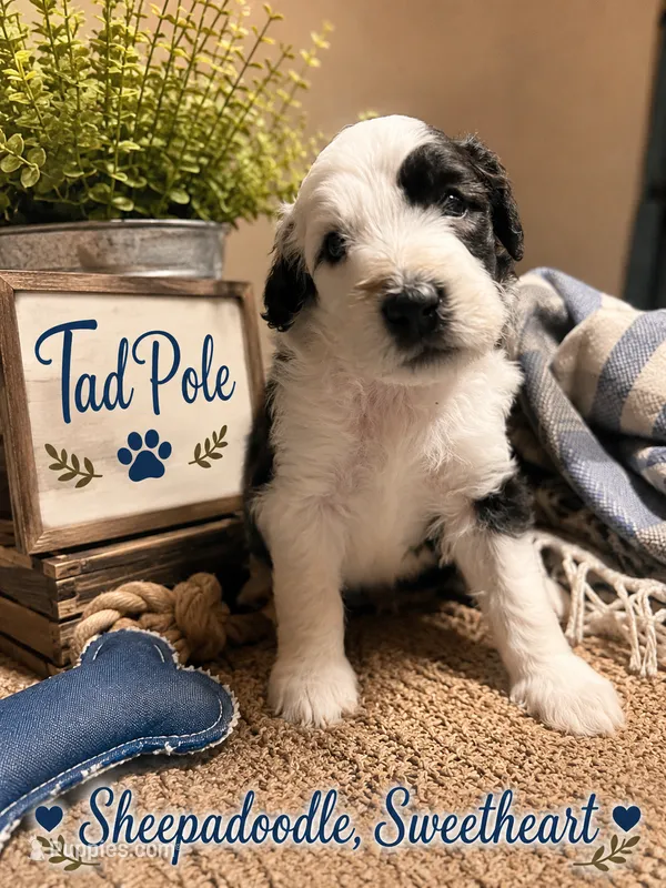 TADPOLE – Sheepadoodle puppy for sale in Fort Worth, TX