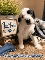 TADPOLE, a male Sheepadoodle for sale in Fort Worth, TX – 1 of 1