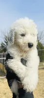 #3 BLAZE BOY, a male Sheepadoodle for sale in Fort Worth, TX – Photo 3 of 4