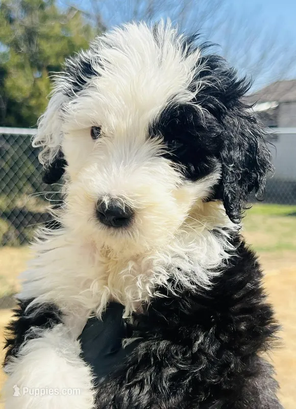 #6 MAYS BOY, a male Sheepadoodle for sale in Fort Worth, TX – Photo 1 of 1