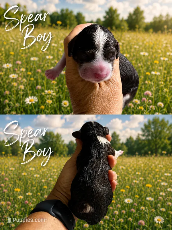 MINI Spear Boy – Springer Doodle puppy for sale in Fort Worth, TX