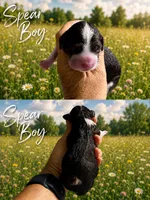 MINI Spear Boy, a male Springer Doodle for sale in Fort Worth, TX – 1 of 1