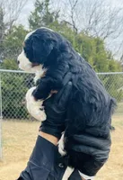 #3 GIRL, a female Miniature Bernedoodle for sale in Fort Worth, TX – Photo 3 of 5