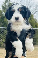 #3 GIRL, a female Miniature Bernedoodle for sale in Fort Worth, TX – Photo 2 of 5