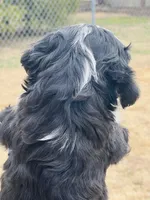 #3 GIRL, a female Miniature Bernedoodle for sale in Fort Worth, TX – Photo 5 of 5