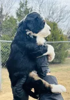 #3 GIRL, a female Miniature Bernedoodle for sale in Fort Worth, TX – Photo 4 of 5