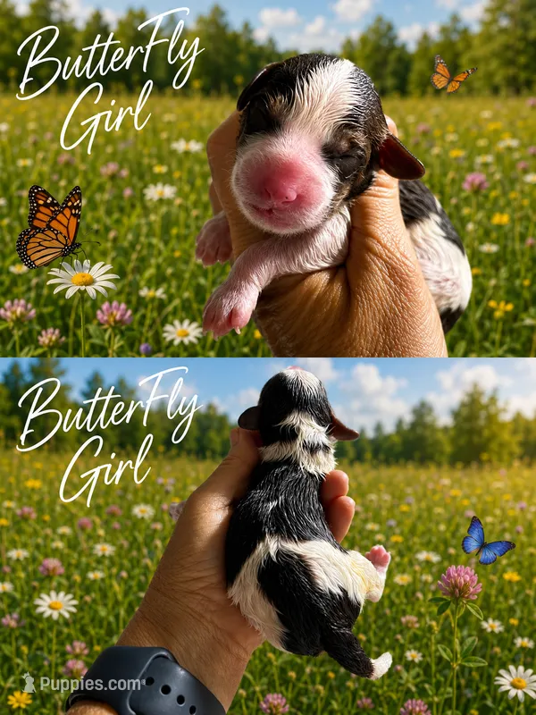 MINI ButterFly Girl – Springer Doodle puppy for sale in Fort Worth, TX