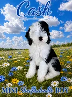 CASH BOY (MINI), a male Sheepadoodle for sale in Fort Worth, TX – 1 of 8