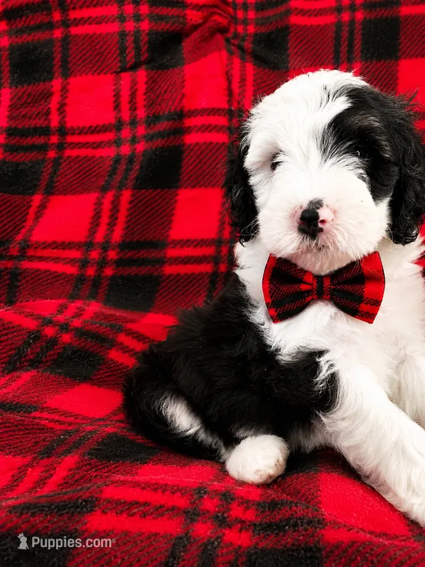 CASH BOY (MINI) – Sheepadoodle puppy for sale in Fort Worth, TX