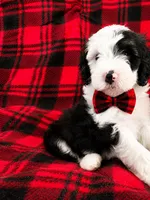 CASH BOY (MINI), a male Sheepadoodle for sale in Fort Worth, TX – 1 of 6