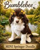 MINI BumbleBee Girl, a female Springer Doodle for sale in Fort Worth, TX – 3 of 5