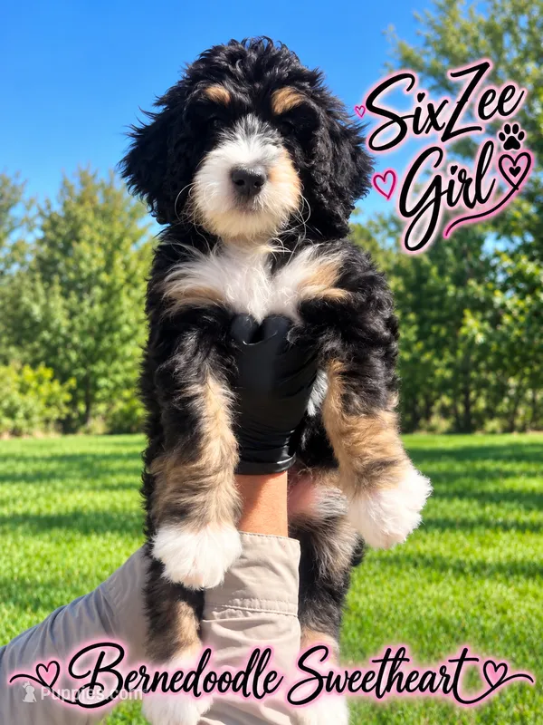SixZee – Bernedoodle puppy for sale in Fort Worth, TX