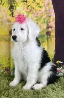 RIVER GIRL, a female Sheepadoodle for sale in Fort Worth, TX – Photo 3 of 4