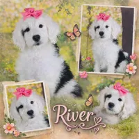 RIVER GIRL, a female Sheepadoodle for sale in Fort Worth, TX – Photo 1 of 4