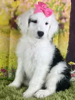 RIVER GIRL, a female Sheepadoodle for sale in Fort Worth, TX – Photo 2 of 4