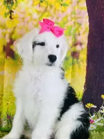 RIVER GIRL, a female Sheepadoodle for sale in Fort Worth, TX – Photo 4 of 4
