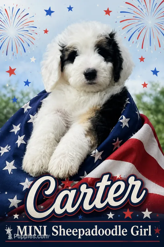 CARTER GIRL (MINI) – Sheepadoodle puppy for sale in Fort Worth, TX