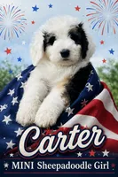 CARTER GIRL (MINI), a female Sheepadoodle for sale in Fort Worth, TX – 1 of 3
