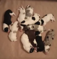 F1B SHEEPADOODLES, a female Sheepadoodle and Poodle - Standard  for sale in Fort Worth, TX – Photo 2 of 4