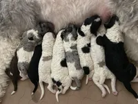 F1B SHEEPADOODLES, a female Sheepadoodle and Poodle - Standard  for sale in Fort Worth, TX – Photo 1 of 4