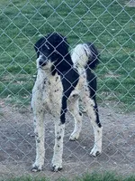 F1B SHEEPADOODLES, a female Sheepadoodle and Poodle - Standard  for sale in Fort Worth, TX – Photo 4 of 4