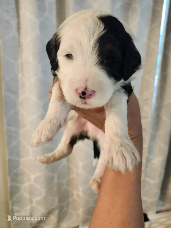 CASH BOY (MINI) – Sheepadoodle puppy for sale in Fort Worth, TX