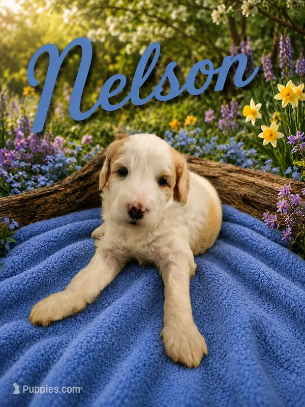 NELSON BOY (MINI) – Sheepadoodle puppy for sale in Fort Worth, TX