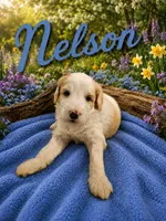 NELSON BOY (MINI), a male Sheepadoodle for sale in Fort Worth, TX – 6 of 7