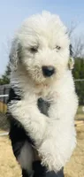 #3 BLAZE BOY, a male Sheepadoodle for sale in Fort Worth, TX – Photo 3 of 6
