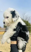#3 BLAZE BOY, a male Sheepadoodle for sale in Fort Worth, TX – Photo 5 of 6