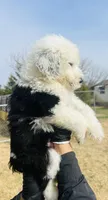 #3 BLAZE BOY, a male Sheepadoodle for sale in Fort Worth, TX – Photo 6 of 6