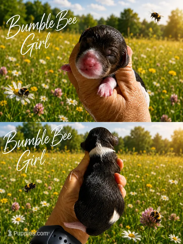MINI BumbleBee Girl – Springer Doodle puppy for sale in Fort Worth, TX