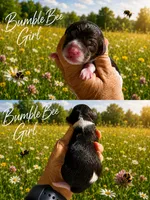 MINI BumbleBee Girl, a female Springer Doodle for sale in Fort Worth, TX – 1 of 1