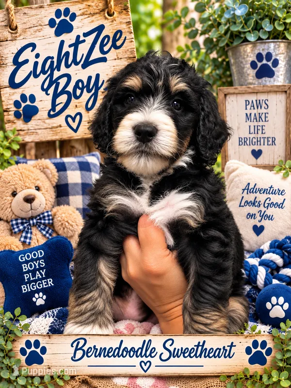 EightZee – Bernedoodle puppy for sale in Fort Worth, TX