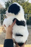 #7 Blaze's GIRL, a female Sheepadoodle for sale in Fort Worth, TX – Photo 3 of 5