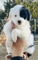 #7 Blaze's GIRL, a female Sheepadoodle for sale in Fort Worth, TX – Photo 1 of 5