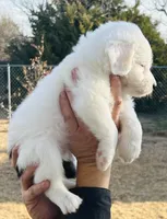 #7 Blaze's GIRL, a female Sheepadoodle for sale in Fort Worth, TX – Photo 4 of 5