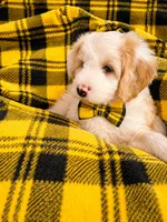 NELSON BOY (MINI), a male Sheepadoodle for sale in Fort Worth, TX – 5 of 7