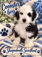 COONSTER, a male Sheepadoodle for sale in Fort Worth, TX – 3 of 7