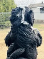 #10 BOY, a male Miniature Bernedoodle for sale in Fort Worth, TX – Photo 5 of 5