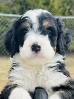 #10 BOY, a male Miniature Bernedoodle for sale in Fort Worth, TX – Photo 1 of 5