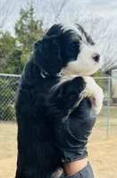 #10 BOY, a male Miniature Bernedoodle for sale in Fort Worth, TX – Photo 3 of 5