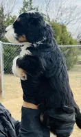 #10 BOY, a male Miniature Bernedoodle for sale in Fort Worth, TX – Photo 4 of 5