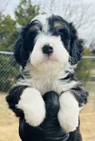 #10 BOY, a male Miniature Bernedoodle for sale in Fort Worth, TX – Photo 2 of 5