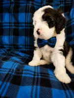 CASH BOY (MINI), a male Sheepadoodle for sale in Fort Worth, TX – 3 of 6