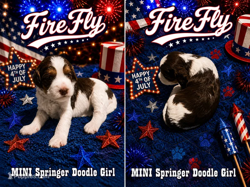 MINI FireFly Girl – Springer Doodle puppy for sale in Fort Worth, TX