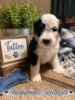 TATTOO, a male Sheepadoodle for sale in Fort Worth, TX – 1 of 1